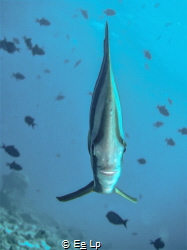 Platax teira (longfin batfish) smiling at the camera. (f/... by E&e Lp 